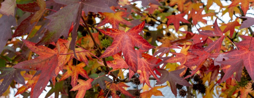 Autumn leaves