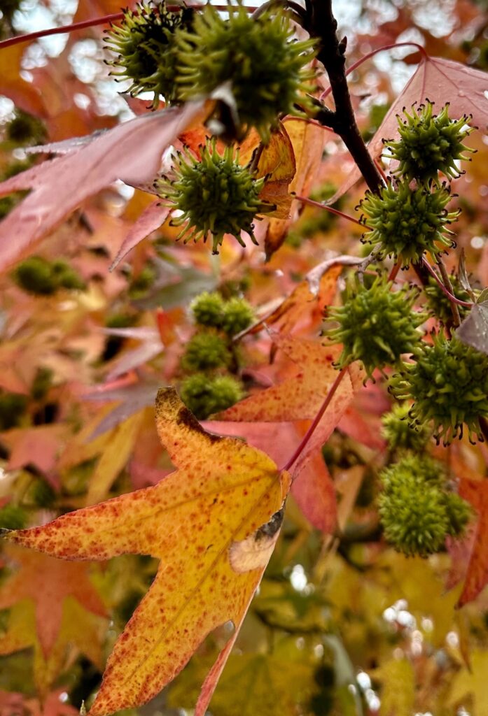 Autumn leaves