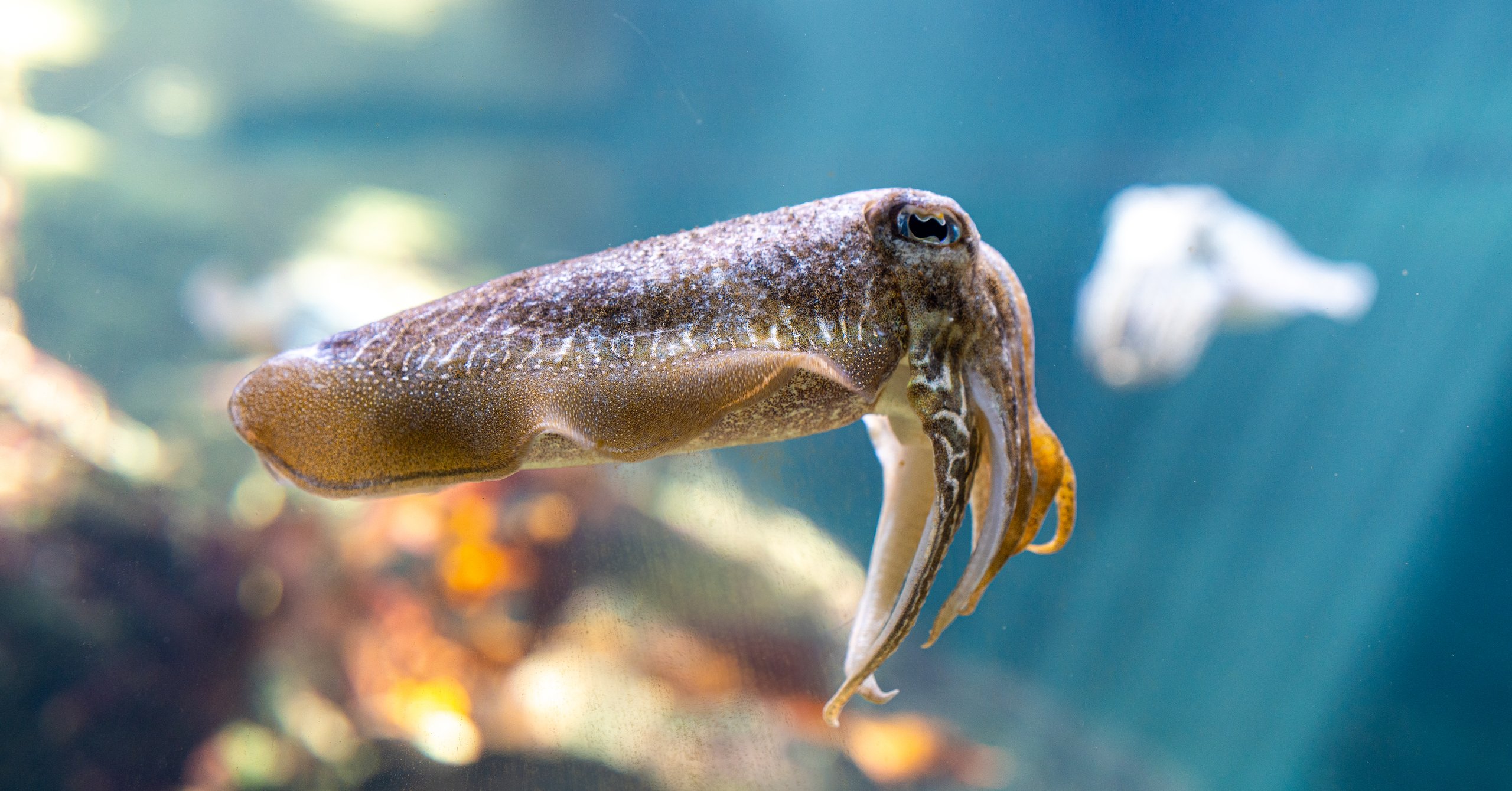A cuttlefish with a bronze, white-speckled mantle and trailing tentacles hanging in profile in teal water, a blurred orange reef below it and a second cuttlefish behind