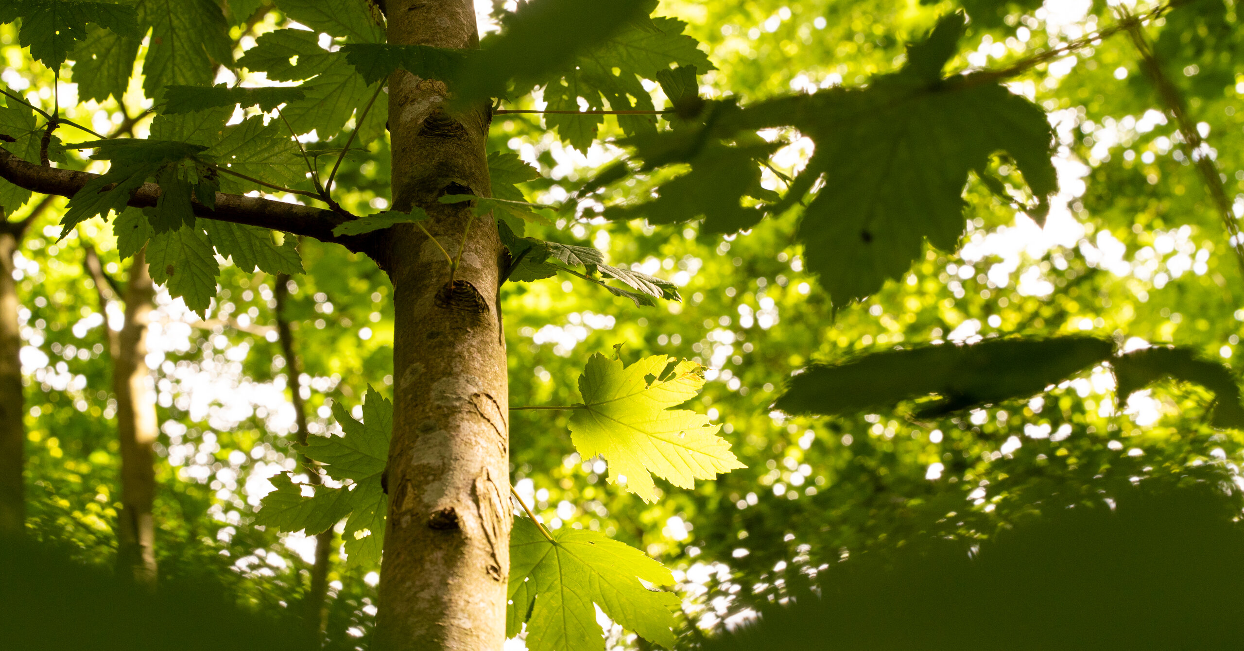 A tree trunk rising through a sunlit forest canopy, a brightly backlit green maple leaf lit up at the centre of the frame and softly blurred foliage all around it