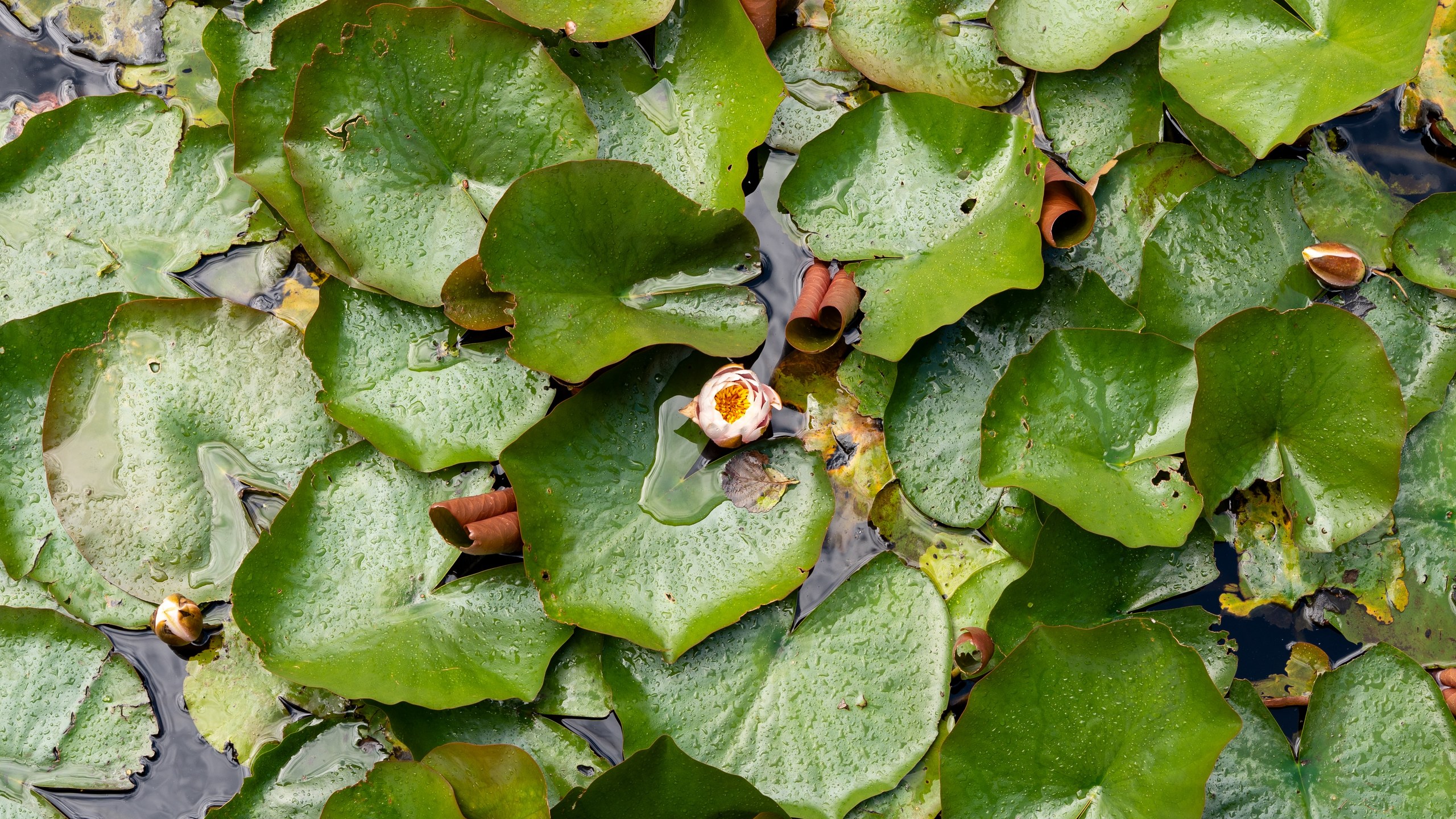 Top-down view of a pond covered in lily pads, with a single white water lily in bloom.