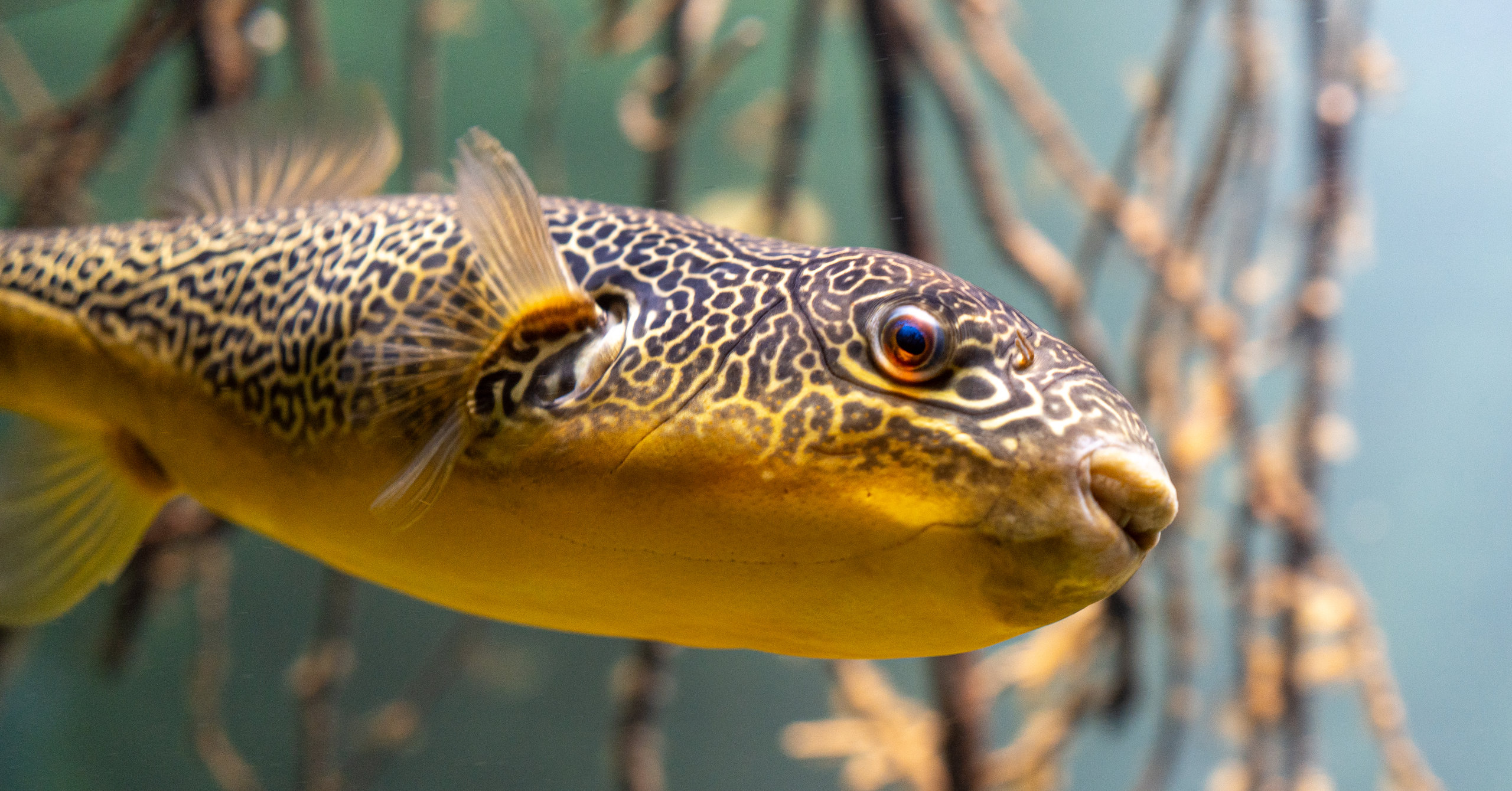 A pufferfish with a dark maze-patterned back and yellow belly hanging motionless in green water, blurred mangrove roots behind it