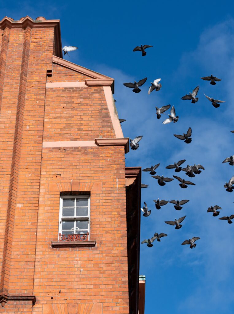 A flock of pigeons in flight beside a red-brick building