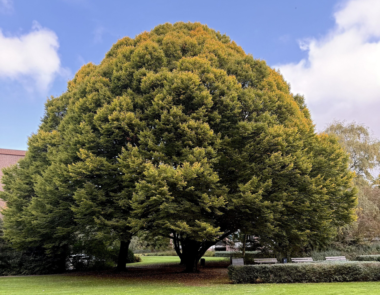 A large, full-canopied tree in a park under a blue sky