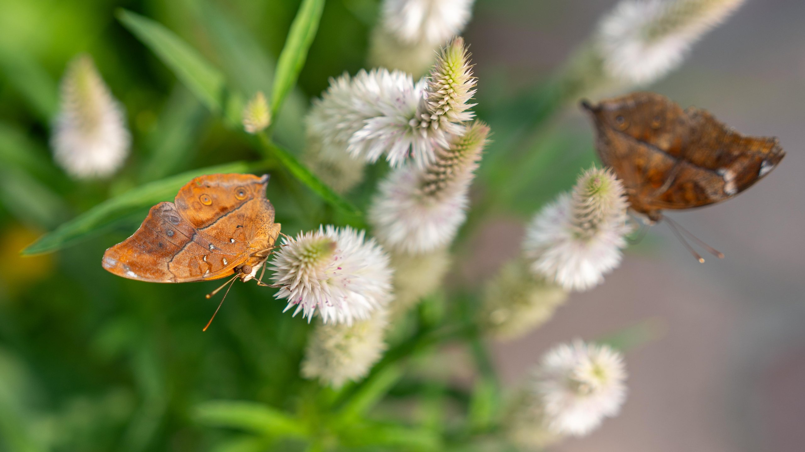 Two brown leaf-mimic butterflies on white celosia flower spikes, one in the foreground left, the other at the top right of the frame