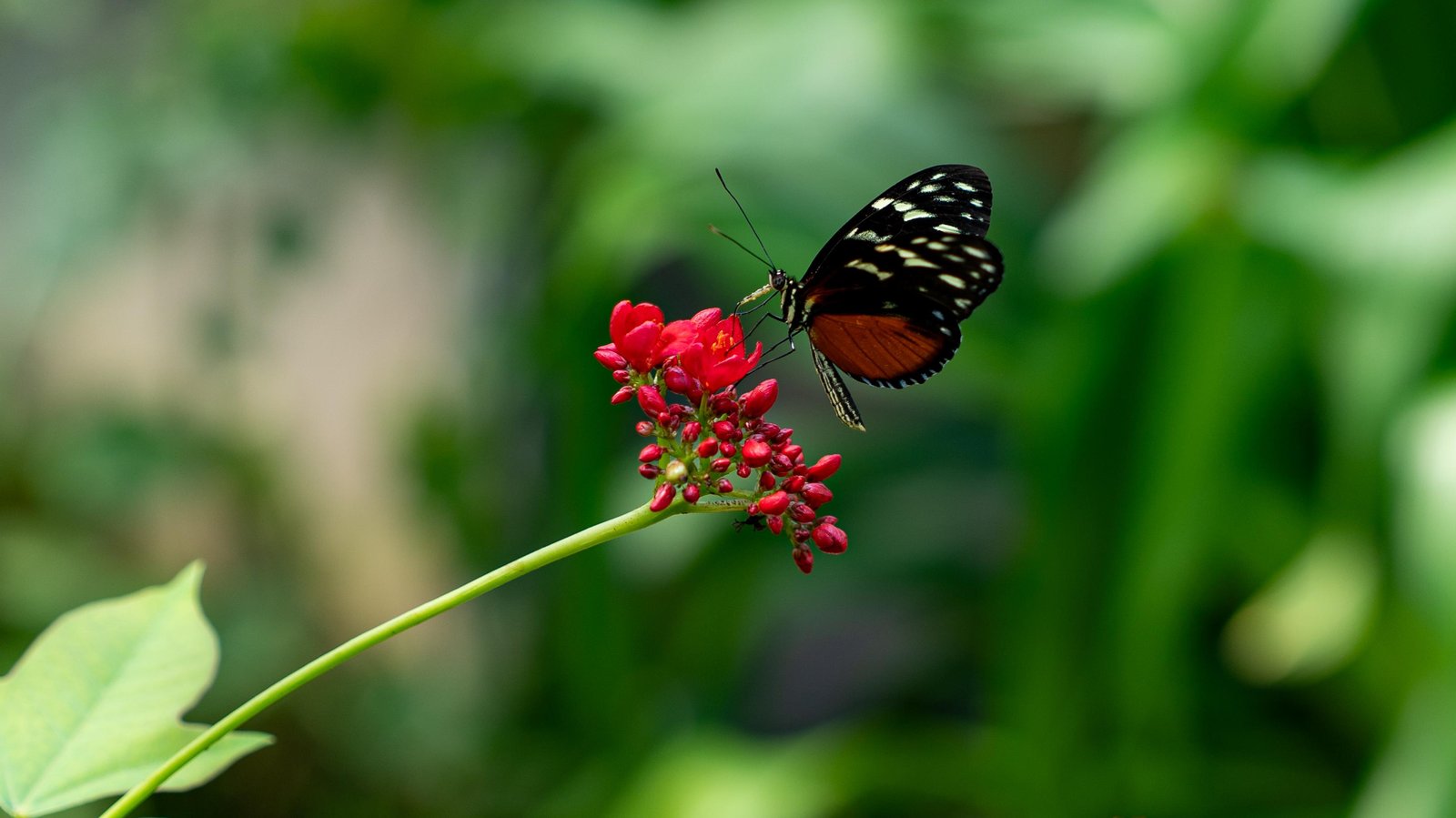 Tiger longwing on red jatropha flowers