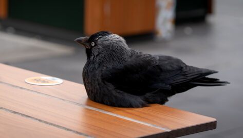 Managing time as an Engineering manager