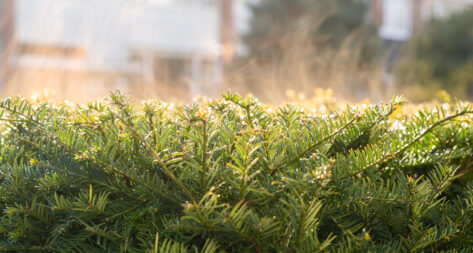 A convenient homelab SSH jumphost (without the drama)