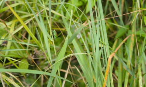 Lots of green and a friendly grasshopper