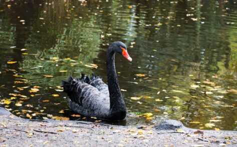 Black swan
